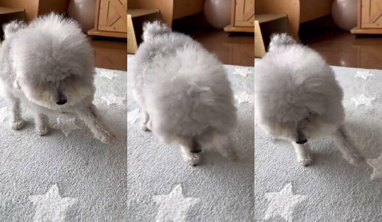 左前足をかばうようにしながら歩いているココちゃん