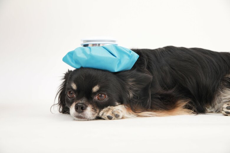 応急処置も有効だが、まずは熱中症そのものの「回避」を