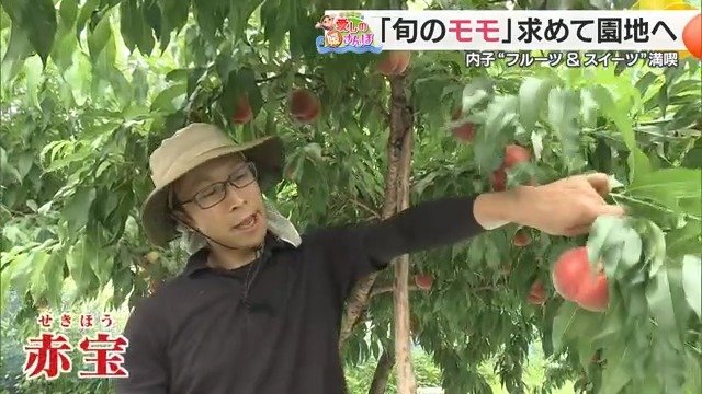 自慢の桃「赤宝」