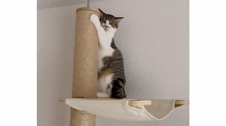 キャットタワーの上に逃げ登ったそぼろくん