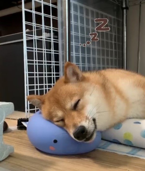 提供：kurararara4466さん