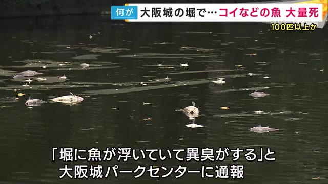 『暑さでプランクトン急増・酸素が一気に消費され魚が窒息死』か　大阪城の堀でコイなど100匹超が大量死