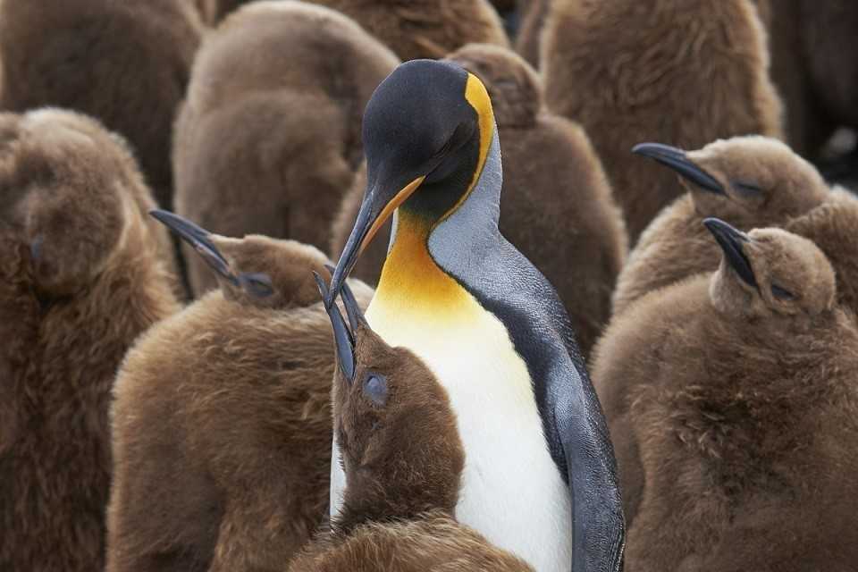 そこ 取れていいの 旭山動物園のペンギンの衝撃生態に 初耳です