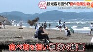 夏の恐怖！？身近に潜む危険生物【しらべてみたら】