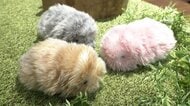 触れて感じるAIペットロボット「Moflin」の魅力　400万以上の“個性”を搭載