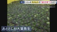 カメムシ“100%の致死率”期待の駆除方法を取材　壁にびっしり…においも気になる「カメムシ」ことしも大量発生のおそれ　旬迎える桃にも被害で農家が悲鳴の中