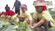 「大きくなーれ！パワー」園児がサツマイモの苗植え付け　収穫したら「大学いもにして食べたい」（鳥取市）