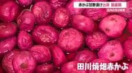 庄内の冬の味覚“赤かぶ漬け”出荷ピーク　焼畑農法で栽培・シャキシャキ食感魅力の甘酢漬け　山形・鶴岡市