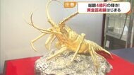 “総額４億円の輝き”　松山三越で８０周年「黄金芸術展」　“みきゃん”商品も　金は歴史的高値【愛媛】