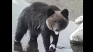【ヒグマ速報】「ムシャムシャ」川でサケを食べるクマの姿をキャッチ＿別の場所でもサケ食い漁るクマが＿主食のドングリ凶作・サケも不漁続きで冬眠どうなる〈北海道八雲町〉