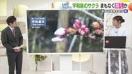 もうすぐ！宇和島の“独自”サクラ開花宣言は１８日～１９日か　松山は３連休最終日の２２日予想【愛媛】