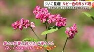 ついに見頃！ルビー色の赤ソバ畑　陵北ふれあい農園でお花見＆ウォーキング大会　鹿児島・霧島市