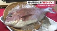 養殖魚も免疫力アップ　宇和島の水産会社などが「腸活マダイ」共同開発　健康な魚を食卓へ【愛媛】