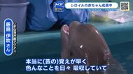 ２頭のシロイルカの子ども「覚えが早く成長の早さにビックリ！」しまね海遊館アクアス【広島発しまね情報】