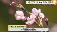 松江でソメイヨシノ開花　平年より2日早く去年と同じ　1週間から10日後に満開か…（島根）
