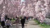 《ふくしま桜紀行2026》喜多方市・日中線しだれ桜　サクラのトンネルとSLと