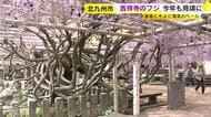 春風にそよぐ薄紫色のベール　吉祥寺のフジが今年も見頃に　北九州市