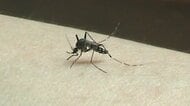 実は9月が一番危ない！蚊のプロが教える「刺されやすい人」の特徴と対策　「ムヒ」池田模範堂で「蚊のマイスター」が教える意外な生態