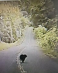 【速報】奈良・天理市でクマが出没　目撃した人から警察に通報　付近の住民や小中学校に注意呼びかけ