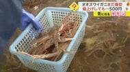 【激安オオズワイガニ】値上げしても500円！北海道えりも町”爆買いの聖地”に　博多湾では”エビ類が激減”の異変