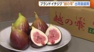女性中心に人気高まる！ブランドイチジク『越の雫』出荷ピークに「生で食べるのが一番おいしい」　ねっとり食感と濃厚な甘みが特長　新潟