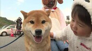 柴犬のルーツ・石州犬「石号」誕生の日 生誕地とされる益田市でお祝いイベント そっくり犬コンテストも