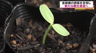 ”暇”な時間を有効活用し”ヒマ”ワリ栽培 首都圏からの観光客を迎える新たな観光資源に<福島県>