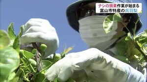 特産「呉羽梨」摘果始まる…1週間程遅く