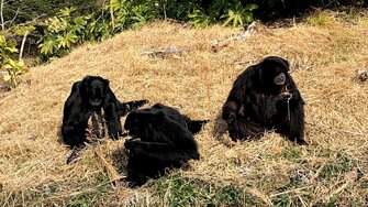 単独飼育していた シロテテナガザル 謎の出産 父親候補は4頭 飼育環境から浮かぶ 可能性