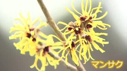 春を告げる花「マンサク」が見頃　3連休最終日は前日より10度近く気温低下　福井市・一乗谷朝倉氏遺跡