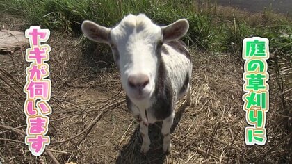 「庭の草を食べに伺います！」ちょっと面倒な草刈り作業を“ヤギ”が代行　メ～ずらしいビジネスが誕生