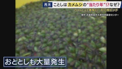 カメムシ“100%の致死率”期待の駆除方法を取材　壁にびっしり…においも気になる「カメムシ」ことしも大量発生のおそれ　旬迎える桃にも被害で農家が悲鳴の中