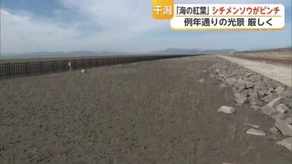  「海の紅葉」に異変…シチメンソウが生育不良で赤く染まらず 観光客も落胆【佐賀県】
