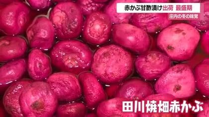 庄内の冬の味覚“赤かぶ漬け”出荷ピーク　焼畑農法で栽培・シャキシャキ食感魅力の甘酢漬け　山形・鶴岡市