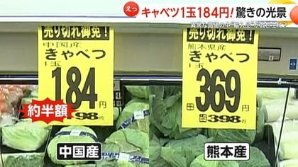 「高騰で苦肉の策」中国産キャベツが1玉“184円”と国産の半値…業務用や加工用だった“輸入キャベツ”が救世主に　輸入量は前年比で19倍以上に急増