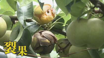 ナシ農家“悲鳴” 大雨と猛暑のダブルパンチ 水分過多で収穫間近の実が割れる“裂果”現象 猛暑で実が柔らかくなる“高温障害”も懸念 【福岡発】
