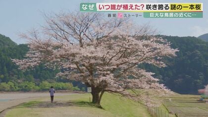 堤防沿いの「謎の一本桜」　誰がいつ植えたのか謎のまま…訪れた人の心を癒す【和歌山発】