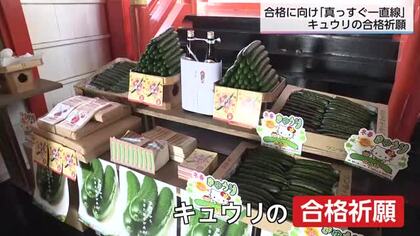 まっすぐなキュウリを食べて合格に向けて一直線　生産者が祈願したキュウリ販売