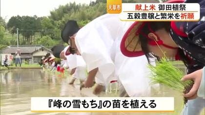 献上米の苗を植える『御田植祭』【熊本】