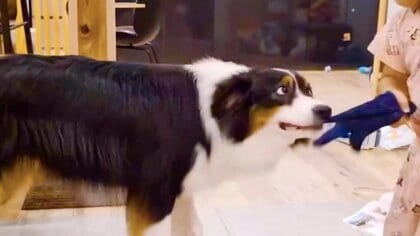 大人には全力でも3歳娘には手加減？すぐに切り替える愛犬が賢い…普段から“妹”思いの優しさあふれる日常が素敵