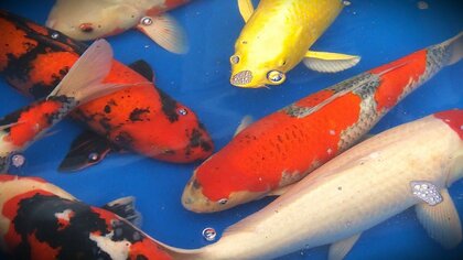 泳ぐ宝石“ニシキゴイ”中国への輸出停止 検疫施設の許可更新されず… 養鯉業者｢今すぐにでも再開を｣