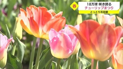 18万球のチューリップが満開！ コロナ禍に幸せを届けたい…パンジーや八重桜と春の競演【鳥取発】