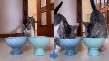 「今日も同じ立ち位置〜」ご飯まっしぐらの兄弟保護猫の決まり事!?お皿をかえても“左右一緒”のワケを聞いた