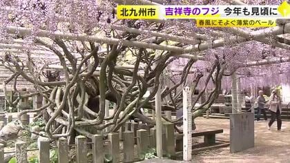 春風にそよぐ薄紫色のベール　吉祥寺のフジが今年も見頃に　北九州市