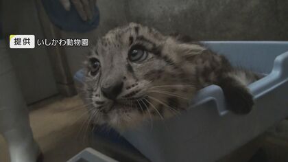 “幻の動物”ユキヒョウの赤ちゃんがすくすく育ってファン大興奮！しかし「迷惑行為」の横行で全面公開は延期に…