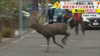 「毎年2割増しくらいで増える」絶滅寸前だったエゾシカが現在は72万頭　被害額は年間約45億円　北海道