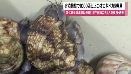 オカヤドカリ捕獲などの容疑で逮捕の中国籍容疑者　宿泊施設で１０００匹新たに押収
