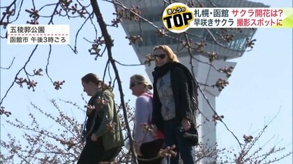 札幌と函館は”開花宣言”ならず＿札幌では3輪確認されるも“胴咲き”のためカウントされず…あす4月17日の開花となれば史上2番目の早咲きなるか〈北海道〉