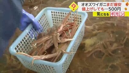 【激安オオズワイガニ】値上げしても500円！北海道えりも町”爆買いの聖地”に　博多湾では”エビ類が激減”の異変