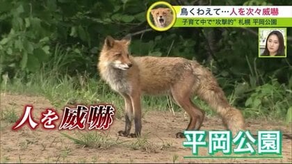 噛まれそうで怖い」公園に居つく親子のキツネ 次々と人威嚇… 逃げると
